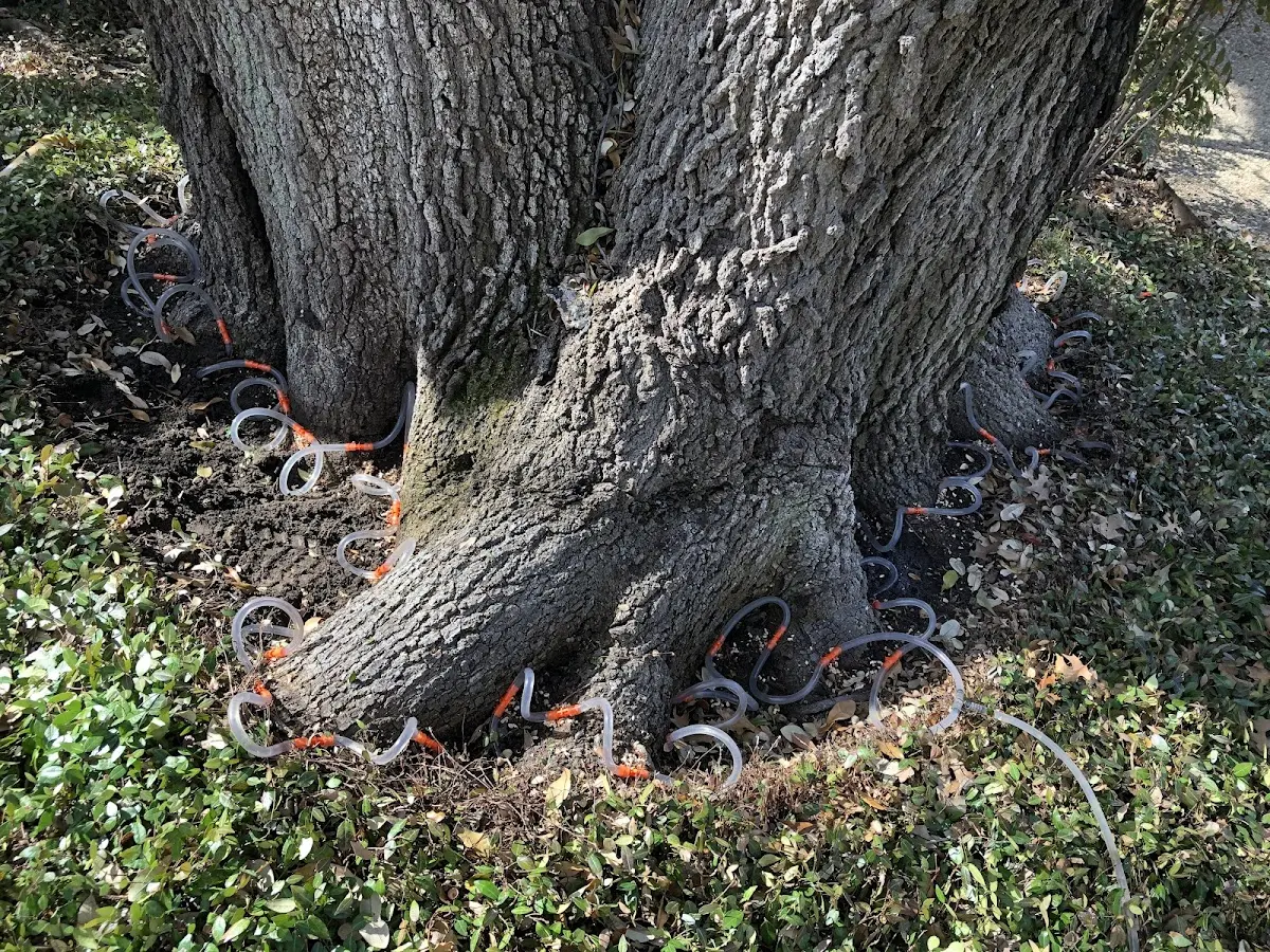 Detailed Tree Cabling and Bracing job site in Euclid