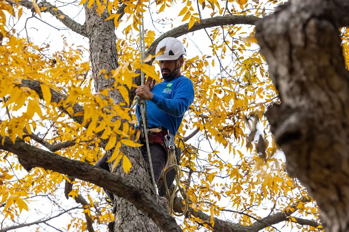 Skilled Tree Planing crew working in Euclid